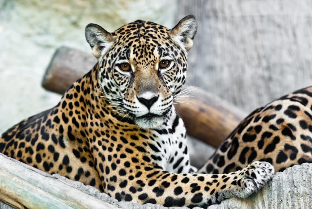 A jaguar with a spotted coat is lying on a wooden structure, looking directly at the camera.