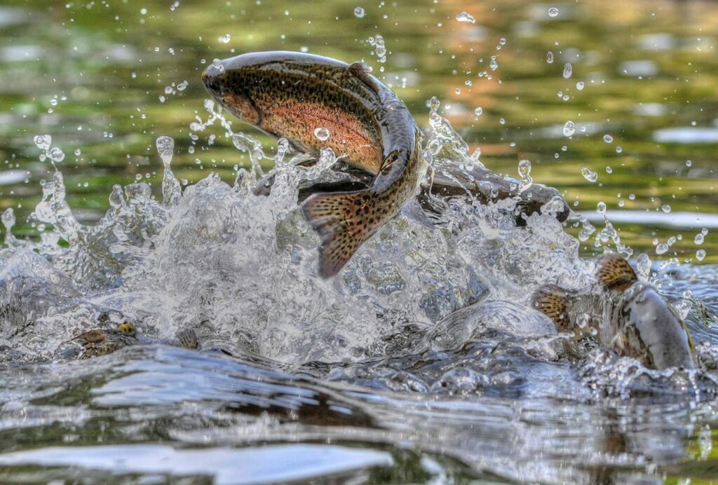 The Fish Hatchery at Powder Mills Park | Riedman